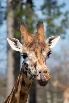 Giraffe Stock Photos