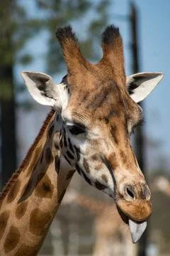 Giraffe Stock Photos