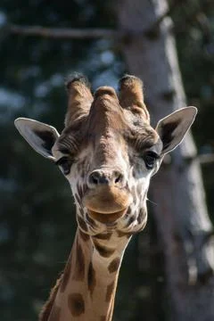Giraffe Stock Photos