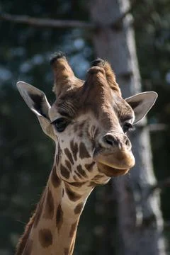 Giraffe Stock Photos