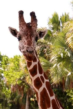 Giraffe Stock Photos