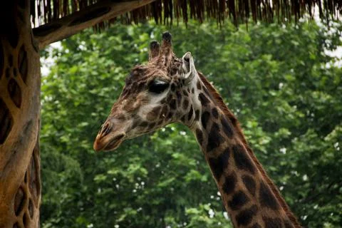 Giraffe Stock Photos