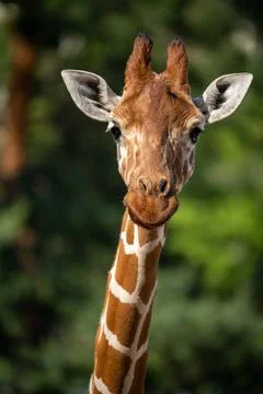 Giraffe Stock Photos