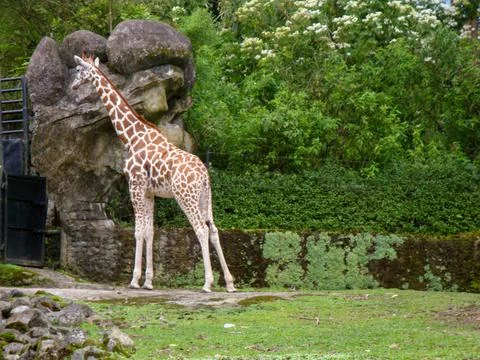 A Giraffe Stock Photos