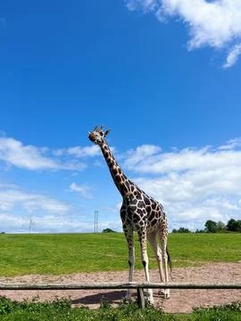 Giraffe Stock Photos