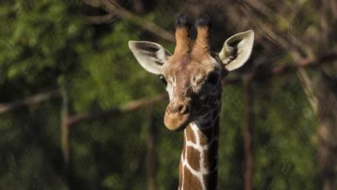 Giraffe Stock Photos