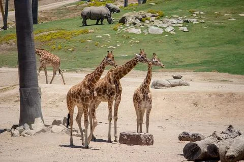 GIRAFFE Stock Photos