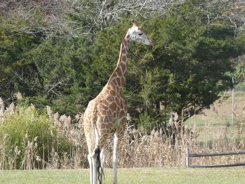 Giraffe Stock Photos