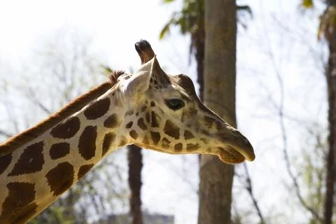 Giraffe Stock Photos