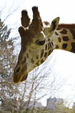 Giraffe Stock Photos