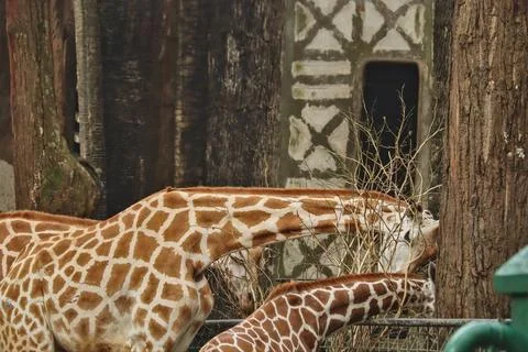 Giraffe Stock Photos