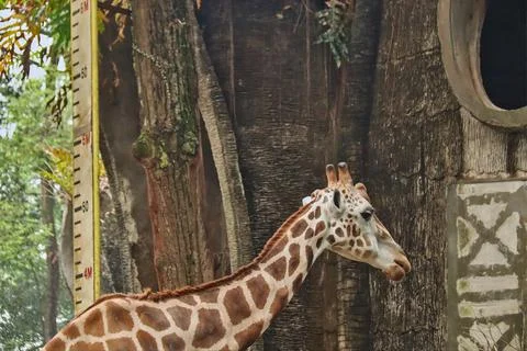 Giraffe Stock Photos