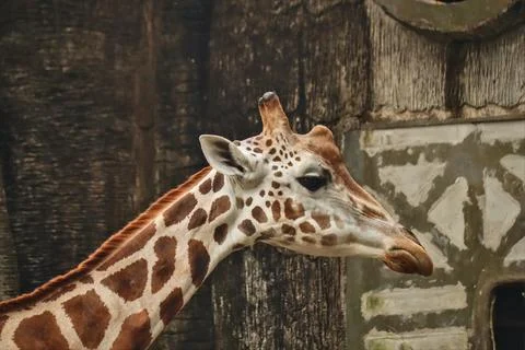 Giraffe Stock Photos
