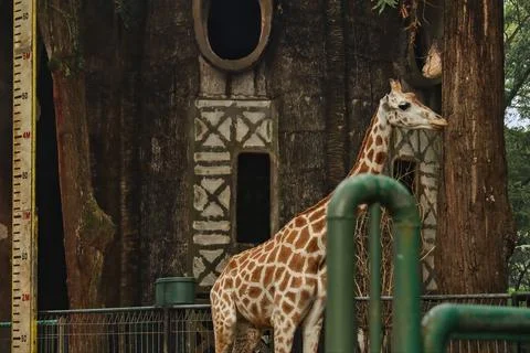 Giraffe Stock-Fotos