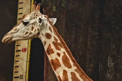 Giraffe Stock Photos