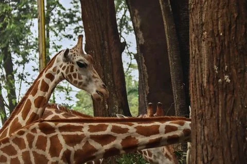 Giraffe Stock Photos