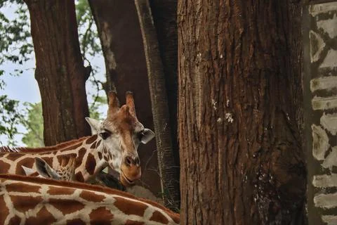 Giraffe Foto stock