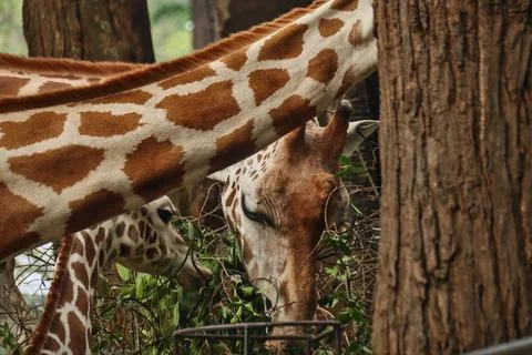 Giraffe Foto stock