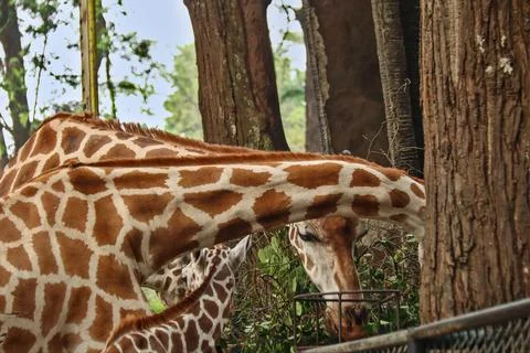Giraffe Foto stock