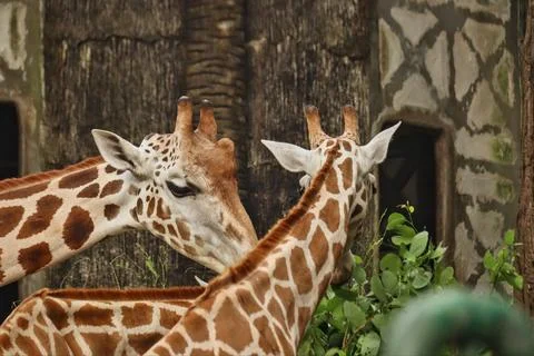 Giraffe Foto stock