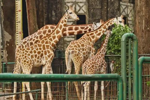 Giraffe Stock Photos