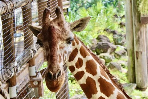 Giraffe Stock Photos