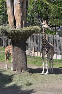 Giraffe Stock Photos
