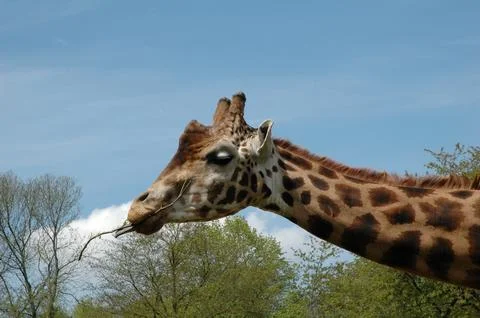 Giraffe Stock Photos