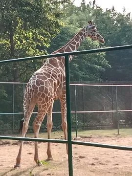 Giraffe Stock Photos
