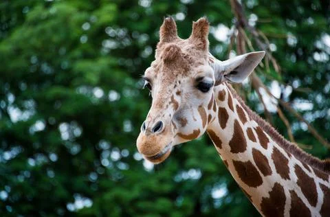 Giraffe Stock Photos