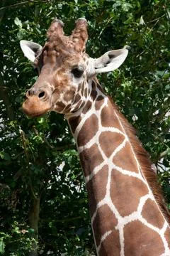 Giraffe Stock Photos