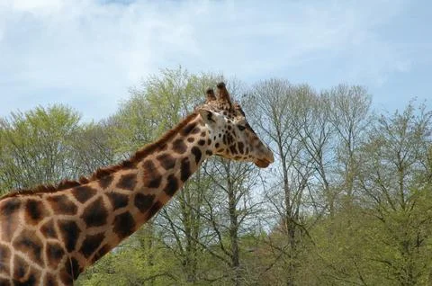 Giraffe Stock Photos