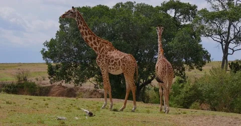 Giraffe on plains Stock Footage 60385925