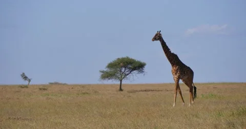 Giraffe on plains Stock Footage 60385935