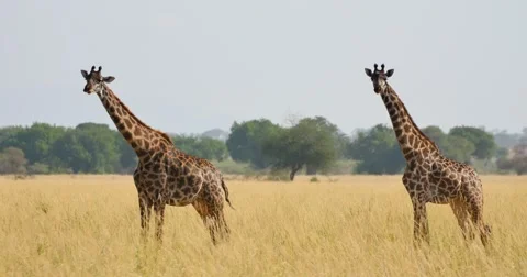 Giraffe on plains Stock Footage 60386092