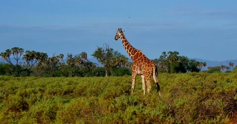 Giraffe on plains Stock Footage 60386129