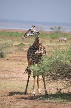 Giraffe on the plains. Foto stock