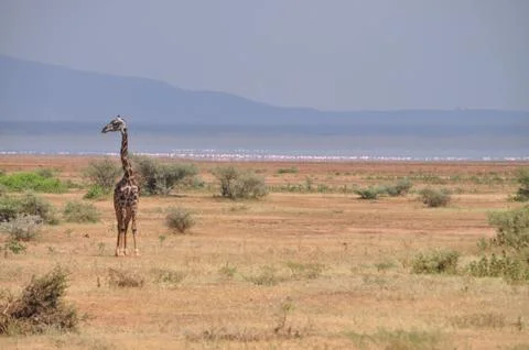 Giraffe on the plains. Stock Photos