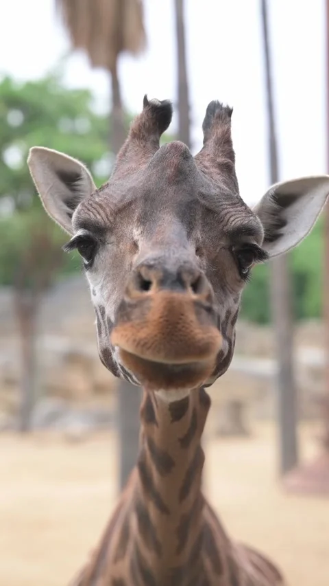 Giraffe playfully stretching its neck while captivating zoo visitors Stock Footage 293778469