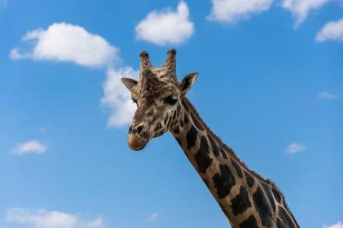 Giraffe portrait among the clouds Stock Photos