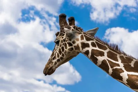 Giraffe portrait among the clouds Stock Photos