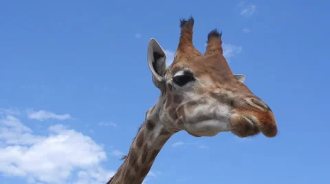 Giraffe portrait Stock Footage 66685222