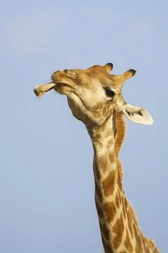 Giraffe portrait licking on a bone Stock-Fotos