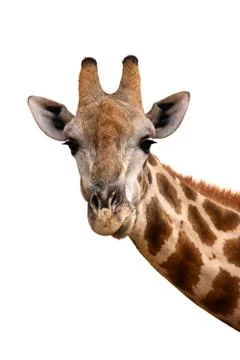 Giraffe portrait Foto stock