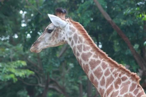Giraffe portrait . Stock Photos