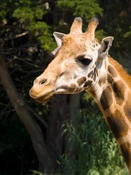 Giraffe portrait Stock Photos