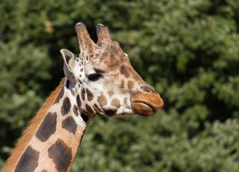 Giraffe portrait Stock Photos