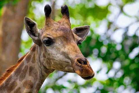 Giraffe portrait Stock Photos