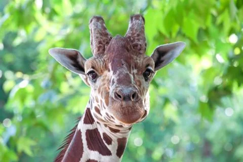 Giraffe portrait Stock Photos