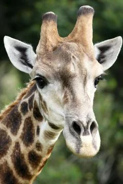 Giraffe Portrait Stock Photos
